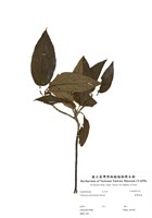 藏品(臺灣莢蒾)的圖片